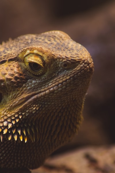 brown iguana
